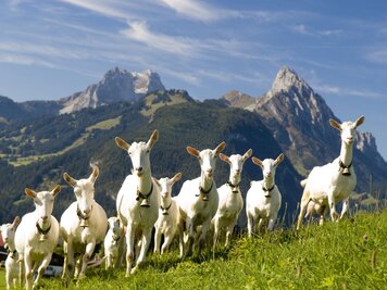 Les chèvres de Saanen